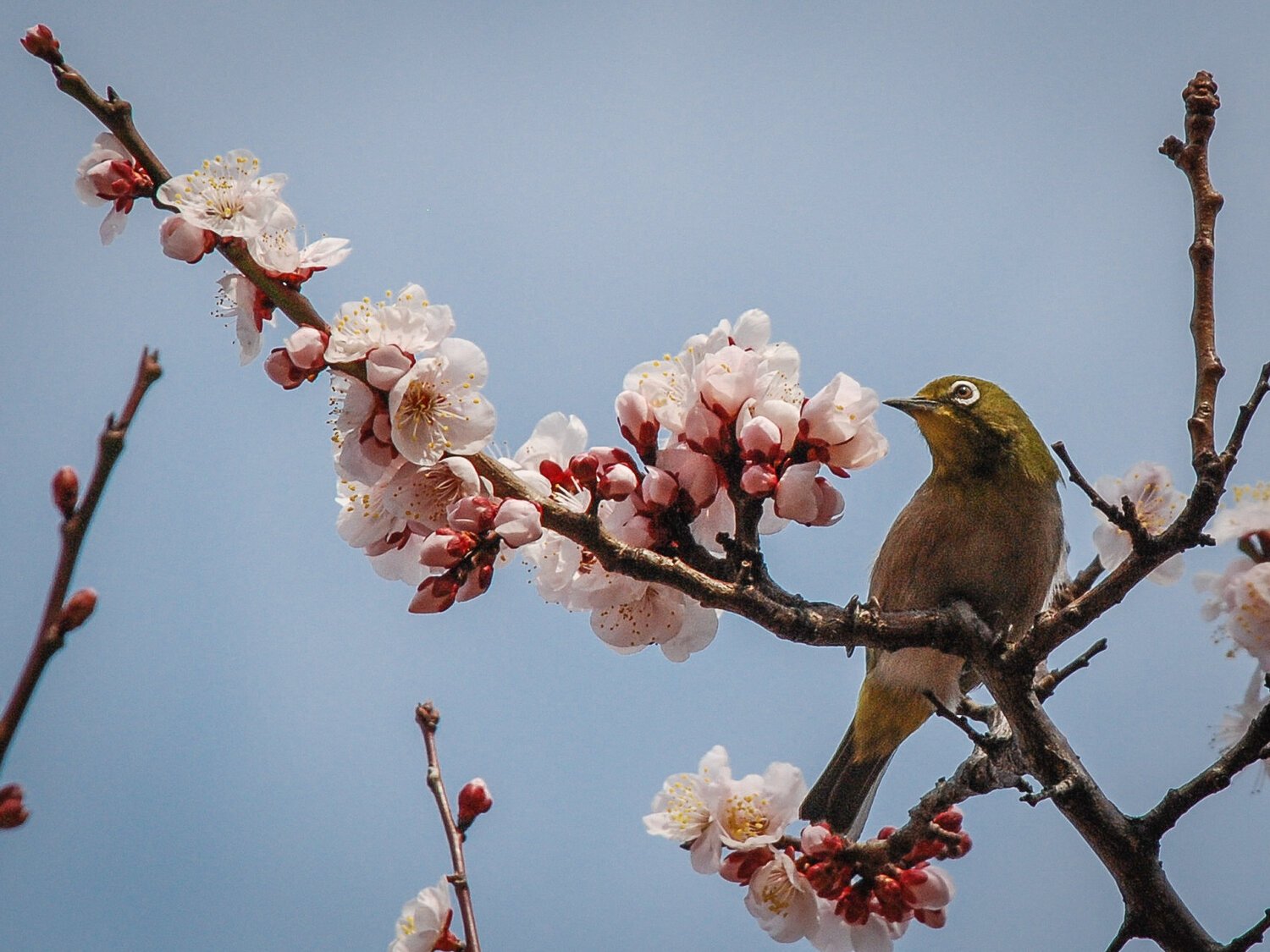 🌸 고시가야 매화 공원 (코시가야 바이린 코엔) 이미지 7